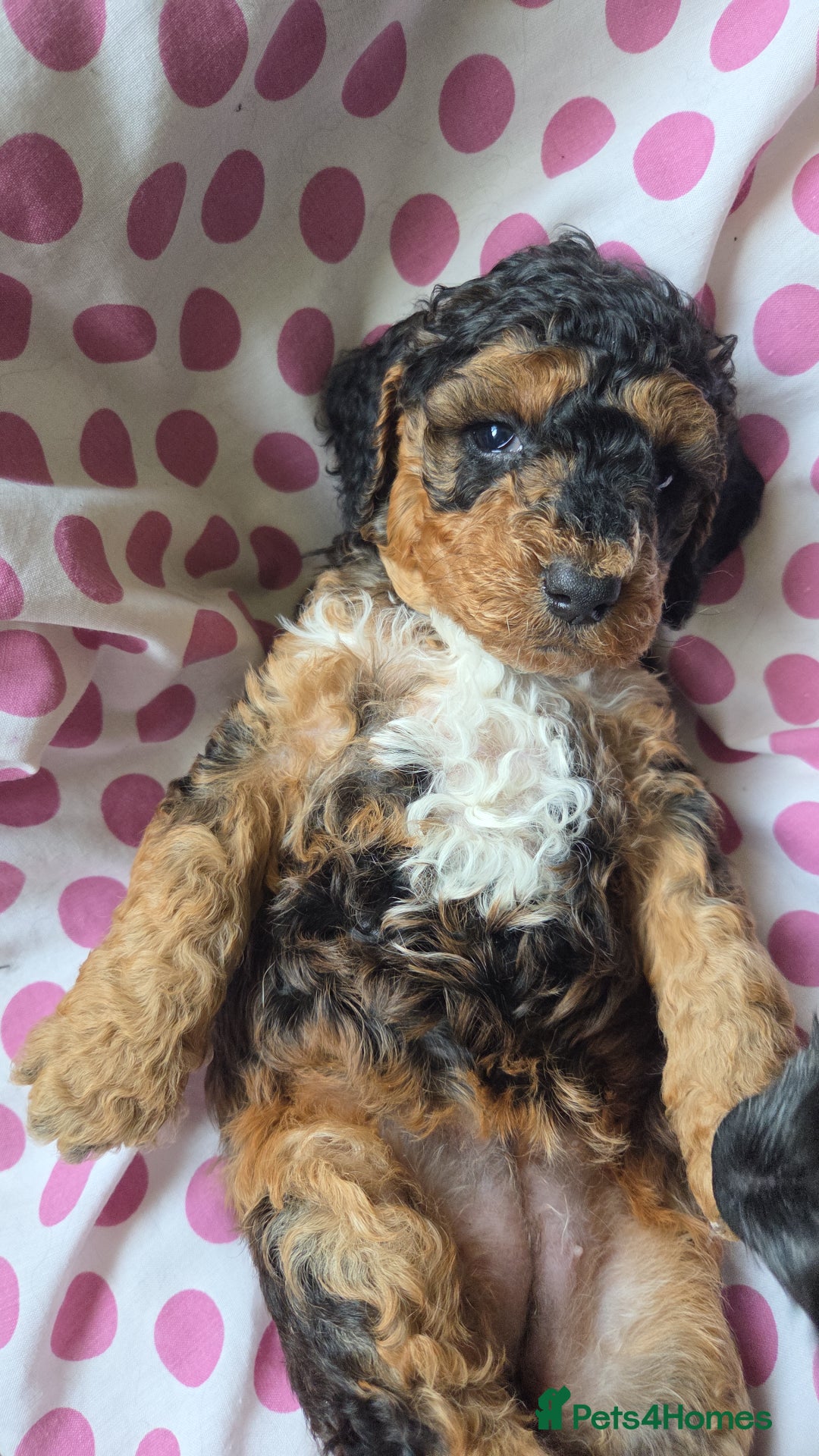 Cockapoo dogs for sale:  Show Quality F2b Cockapoo Pups        - Advert 1