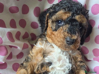 Cockapoo dogs Show Quality F2b Cockapoo Pups - Advert 12