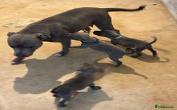 Staffordshire Bull Terrier dogs for sale: Blue Staffordshire bull terrier Staffy ❤️😍 - Image 11