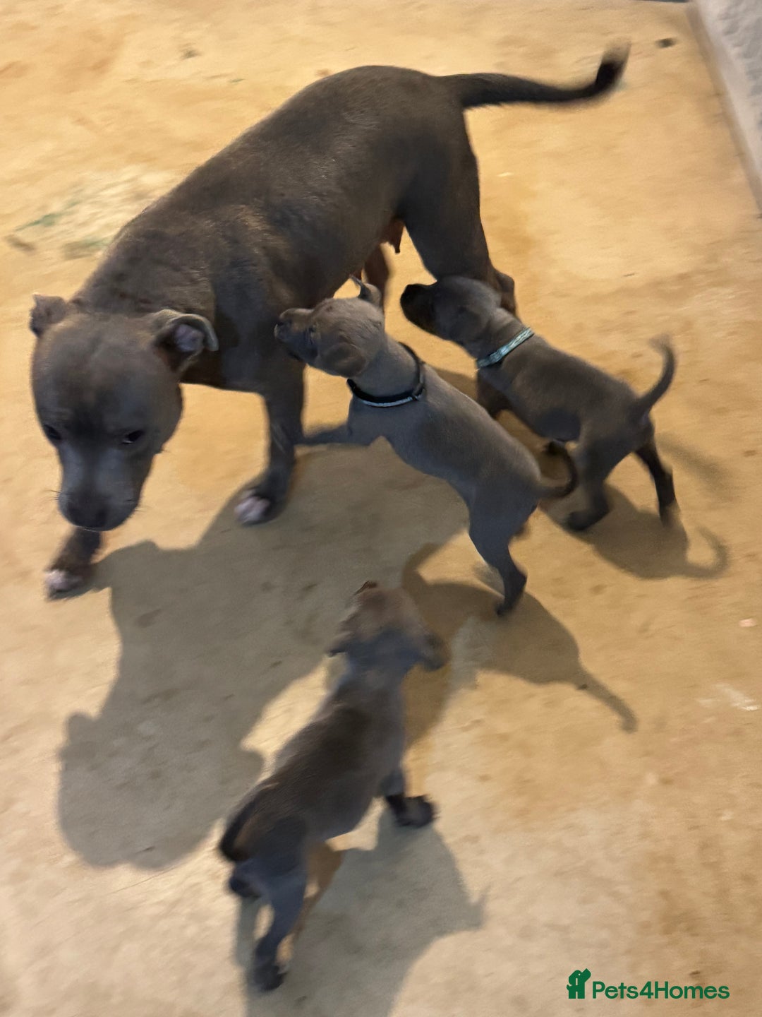 Staffordshire Bull Terrier dogs for sale: Blue Staffordshire bull terrier Staffy ❤️😍 - Image 11
