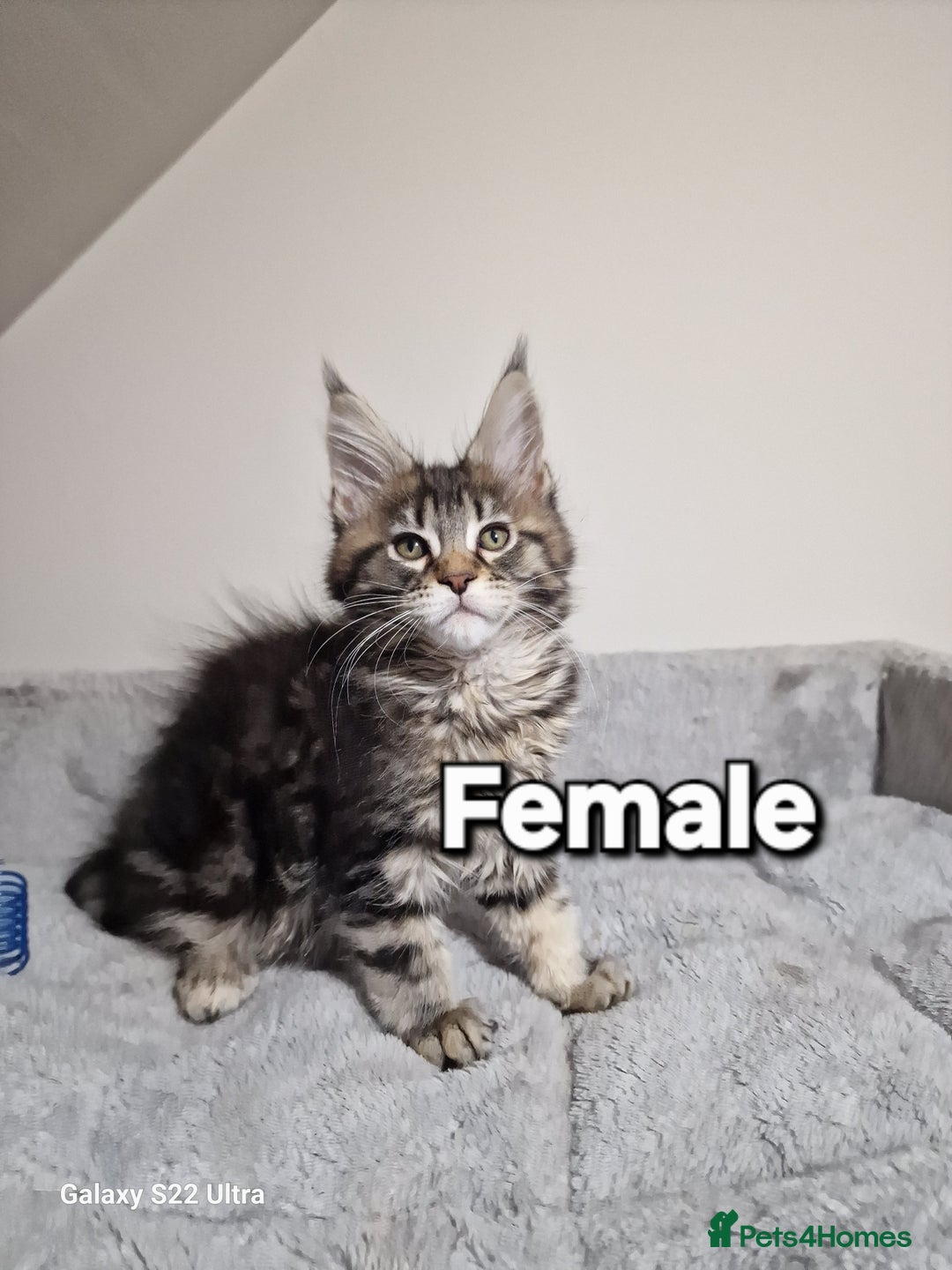 Maine Coon cats for sale: 💥Pure Maine coon😻 - Advert 21