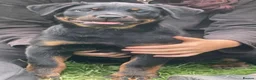 Rottweiler dogs for sale: ADRK German bloodline Rottweiler puppies     - Advert 9