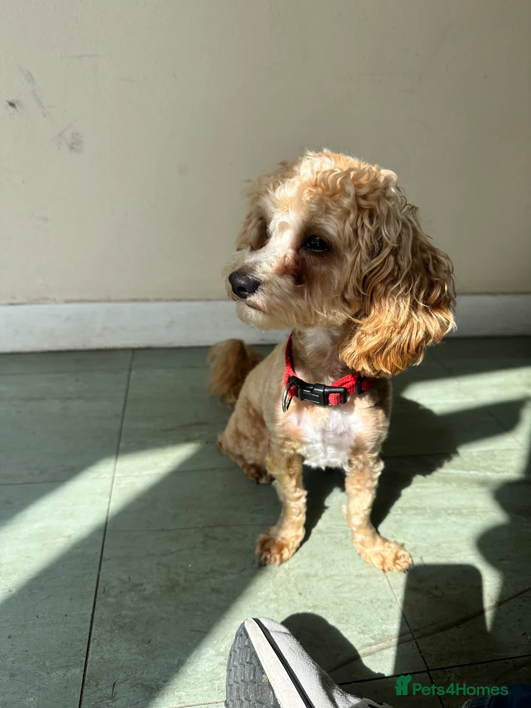 Maltipoo dogs for stud: Play full cute good looking maltipoo  - Advert 10