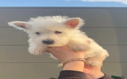 West Highland Terrier dogs for sale: West Highland Terrier pups Dad show lines - Image 15