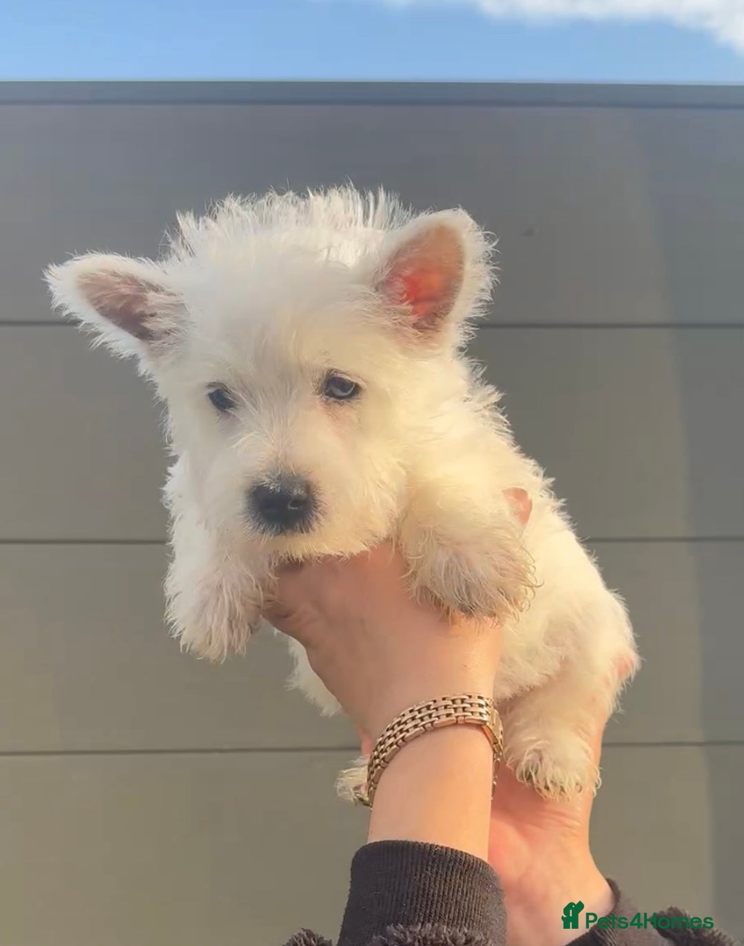 West Highland Terrier dogs for sale: West Highland Terrier pups Dad show lines - Image 15