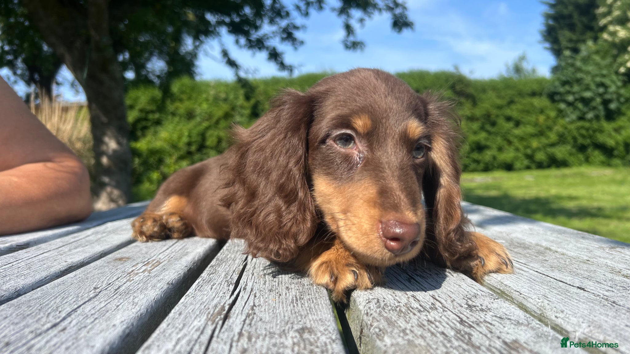 Miniature Dachshund dogs Reduced Price - last .KC. Longhaired Boy Available - Advert 17