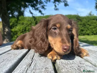 Miniature Dachshund dogs Reduced Price - last .KC. Longhaired Boy Available - Advert 17