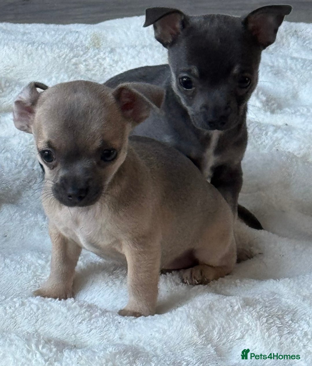 Chihuahua dogs for sale: Blue and Tan pure breed chihuahua girls 💙💛 - Advert 10