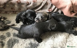 Miniature Schnauzer dogs for sale: 6 adorable Miniature schnauzer puppies  - Image 2