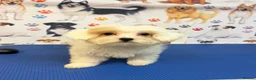 Maltipoo dogs for sale: Rare Red Parti and Biscuit Maltipoo Puppies - Advert 24