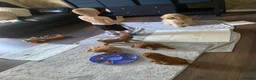 Cavapoo dogs for sale: 5 Beautiful Cavapoos from a family home.  - Advert 21