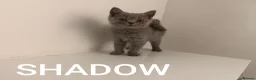 British Shorthair cats for sale: GCCF Active Registered British Shorthair Blue - Advert 5