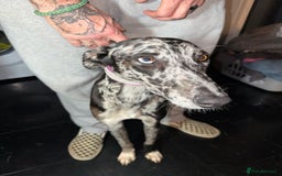 Greyhound dogs for sale: Stunning greyhound - Image 2