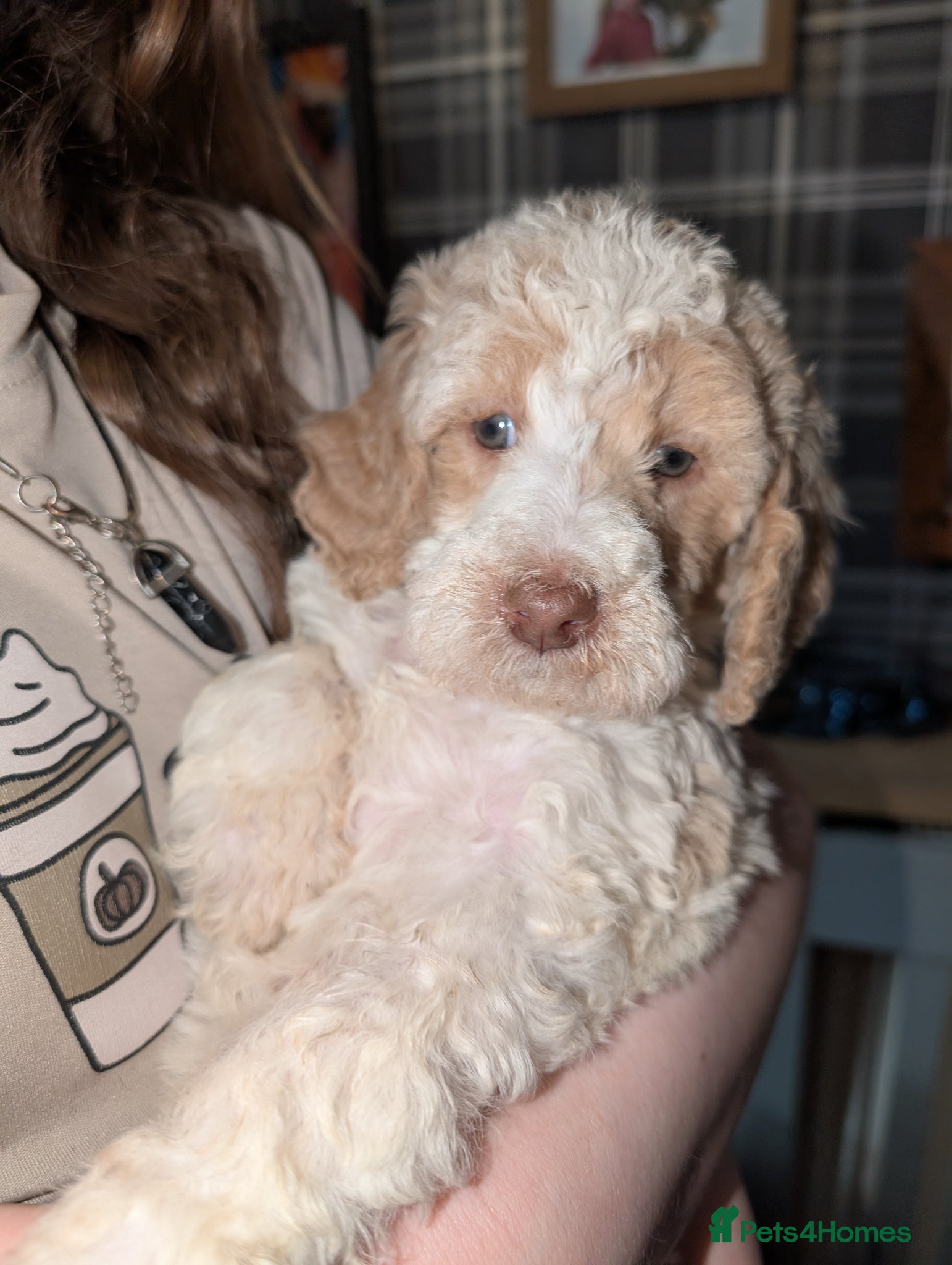 Poodle dogs Apricot/white parti boy  - Advert 1