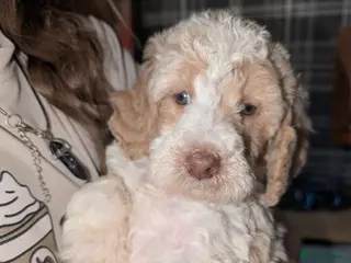 Poodle dogs Apricot/white parti boy - Advert 1