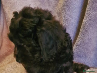 Labradoodle dogs ✨⭐ Mini Labradoodles – READY NOW! 2 Girls Left ⭐✨ - Advert 1