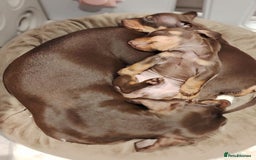 Miniature Dachshund dogs for sale: Miniature smooth haired dachound - Image 3