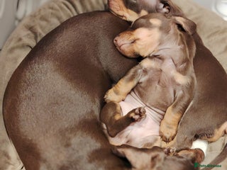 Miniature Dachshund dogs - Advert 7