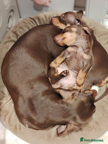 Miniature Dachshund dogs - Advert 4