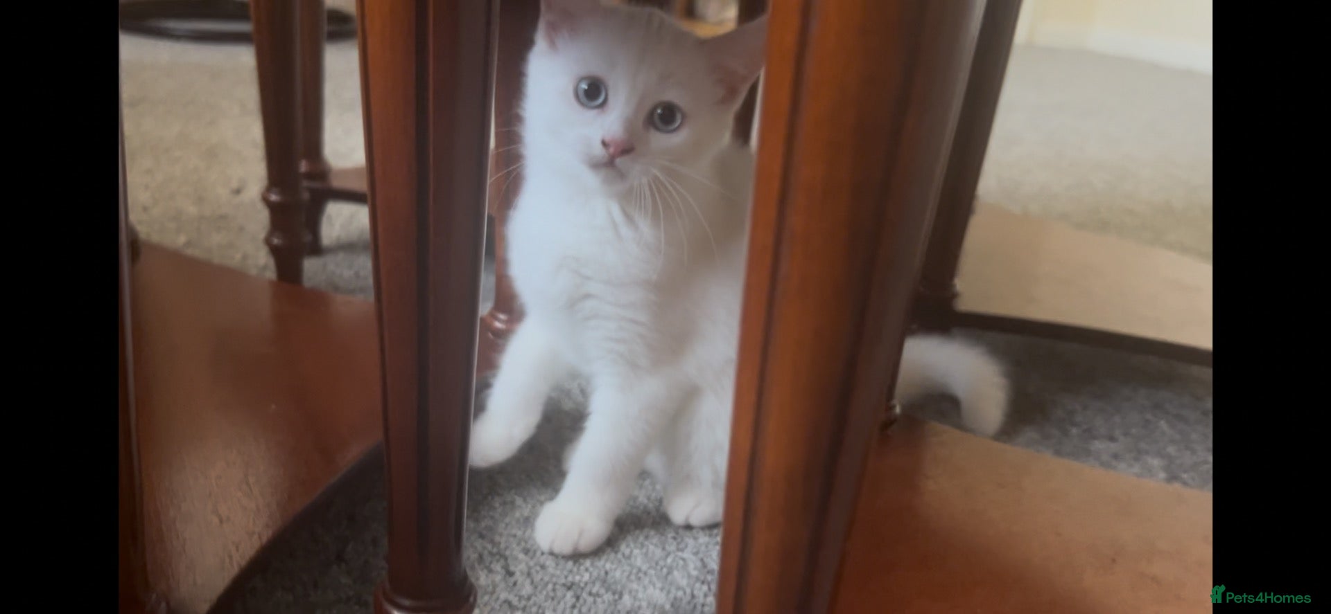 Mixed Breed cats Amazing Personalities  - Advert 1
