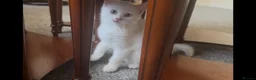 Mixed Breed cats for sale: Amazing Personalities  - Advert 1