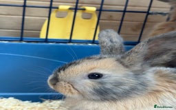 French Lop rabbits for sale: 8 week old lop girls  - Image 3