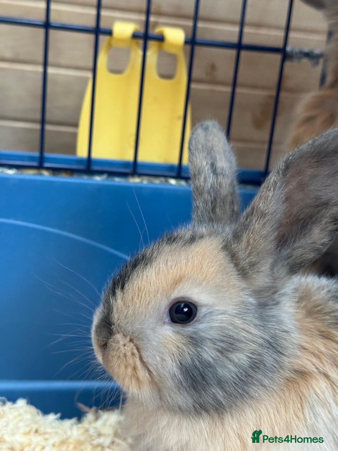French Lop rabbits for sale: 8 week old lop girls  - Image 3