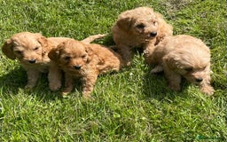 Cavapoo dogs for sale: Cavapoo puppies  - Image 2