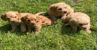 Cavapoo dogs - Advert 2