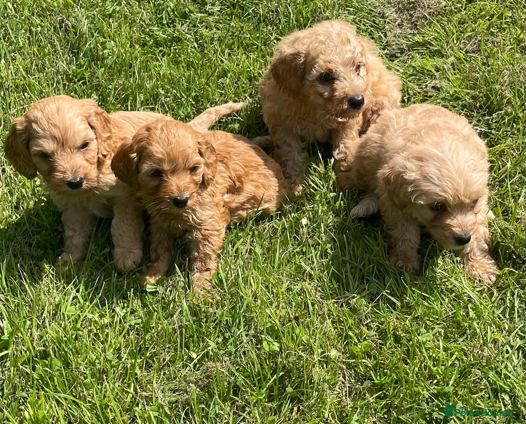 Cavapoo dogs for sale: Cavapoo puppies  - Image 2