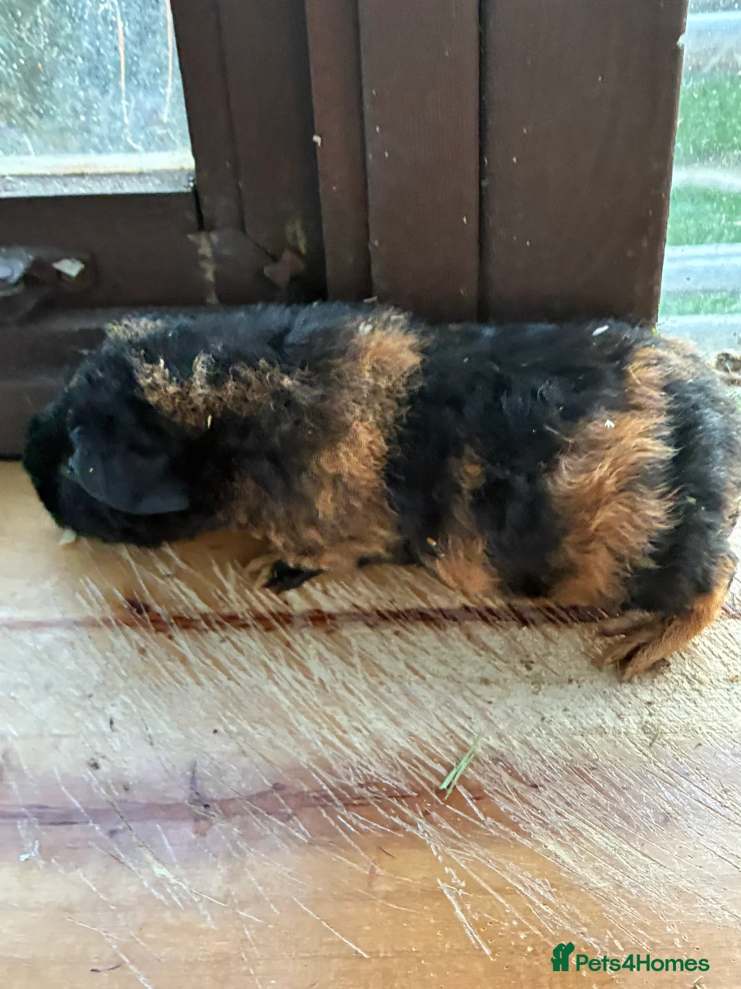 Guinea Pig rodents for sale: 1 Male & 1 Female GuinePigs - Advert 2