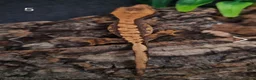 Gecko reptiles for sale: Juvenile Crested Geckos with full Lineage - Advert 16