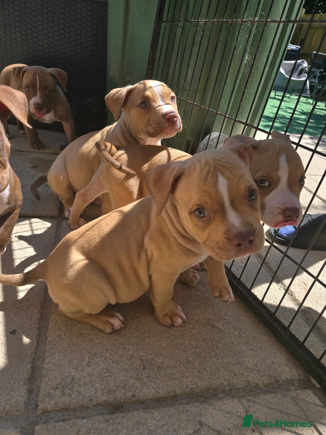 American Bully dogs for sale: Super chunky pocket bullies Ready to leave! - Image 8