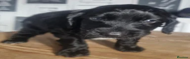 Cockapoo 1