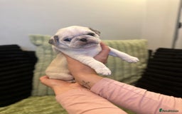 Pug dogs for sale: Pug Puppies - Image 11