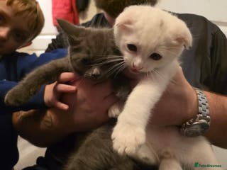 Mixed Breed cats Scottish fold x maine coon - Advert 1