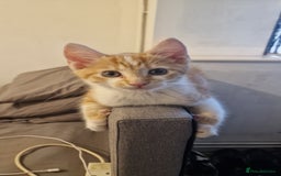 Mixed Breed cats for sale: Mixed Kitten  - Image 7