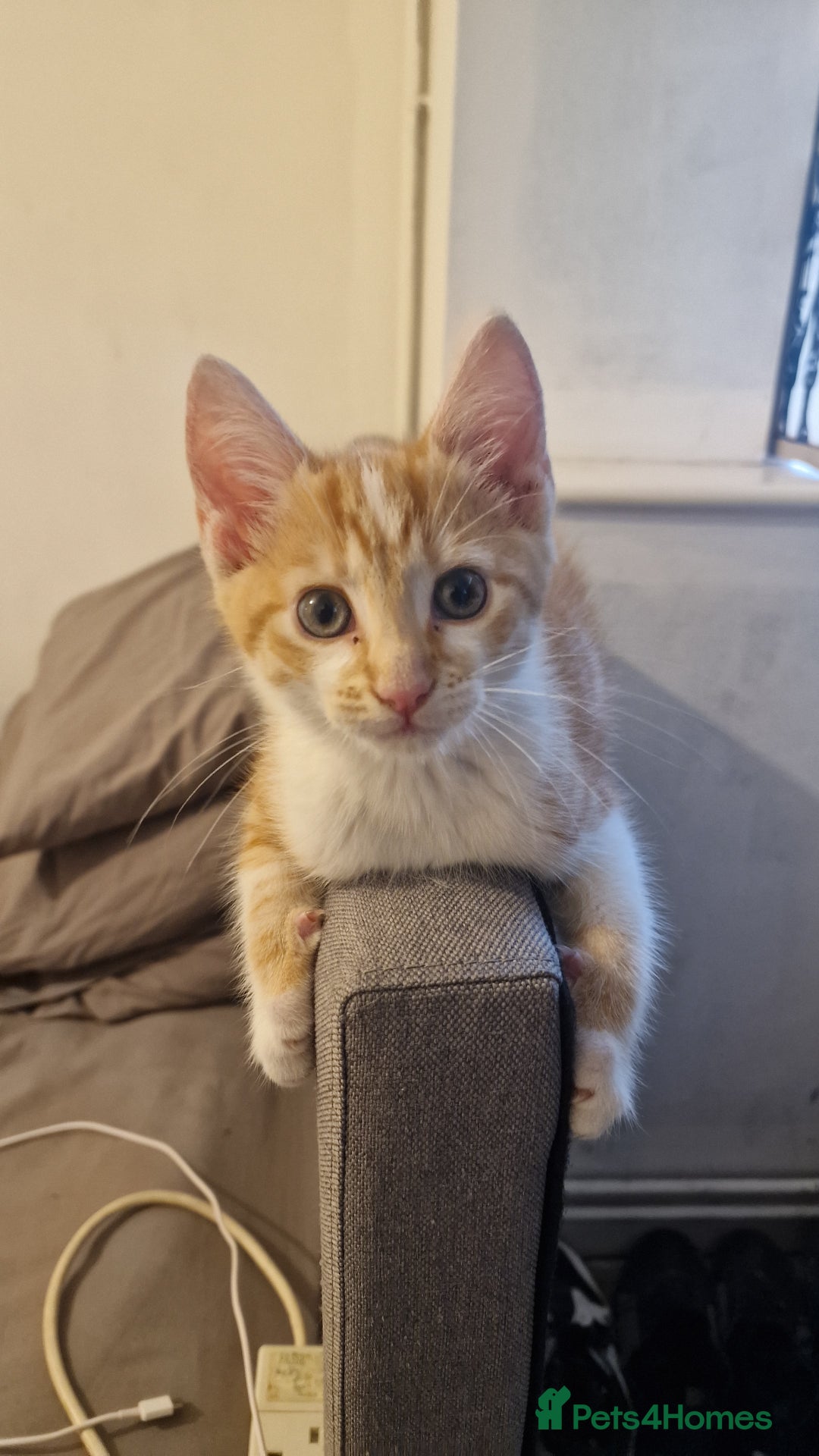 Mixed Breed cats for sale: Mixed Kitten  - Image 7