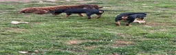 Mixed Breed dogs for sale: The A Team Twins in Killin - Advert 4