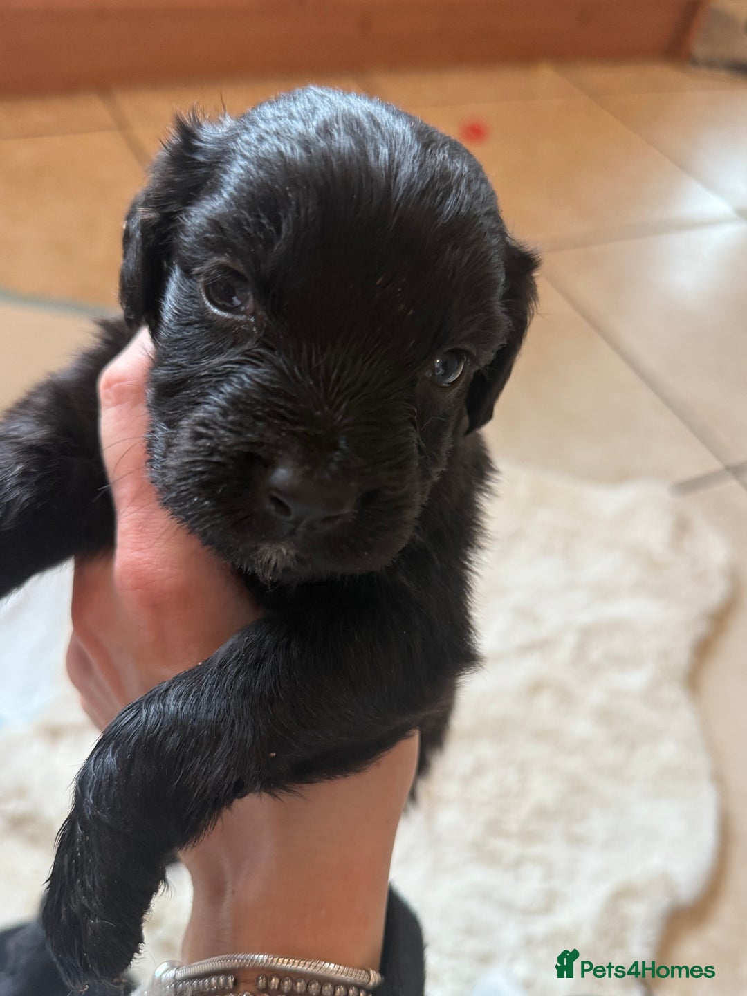 Mixed Breed dogs for sale: Merle sprocker x lurcher puppies  - Image 7