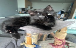 Maine Coon cats for sale: 2 Mainecoon/domestic shorthaired kittens - Image 4