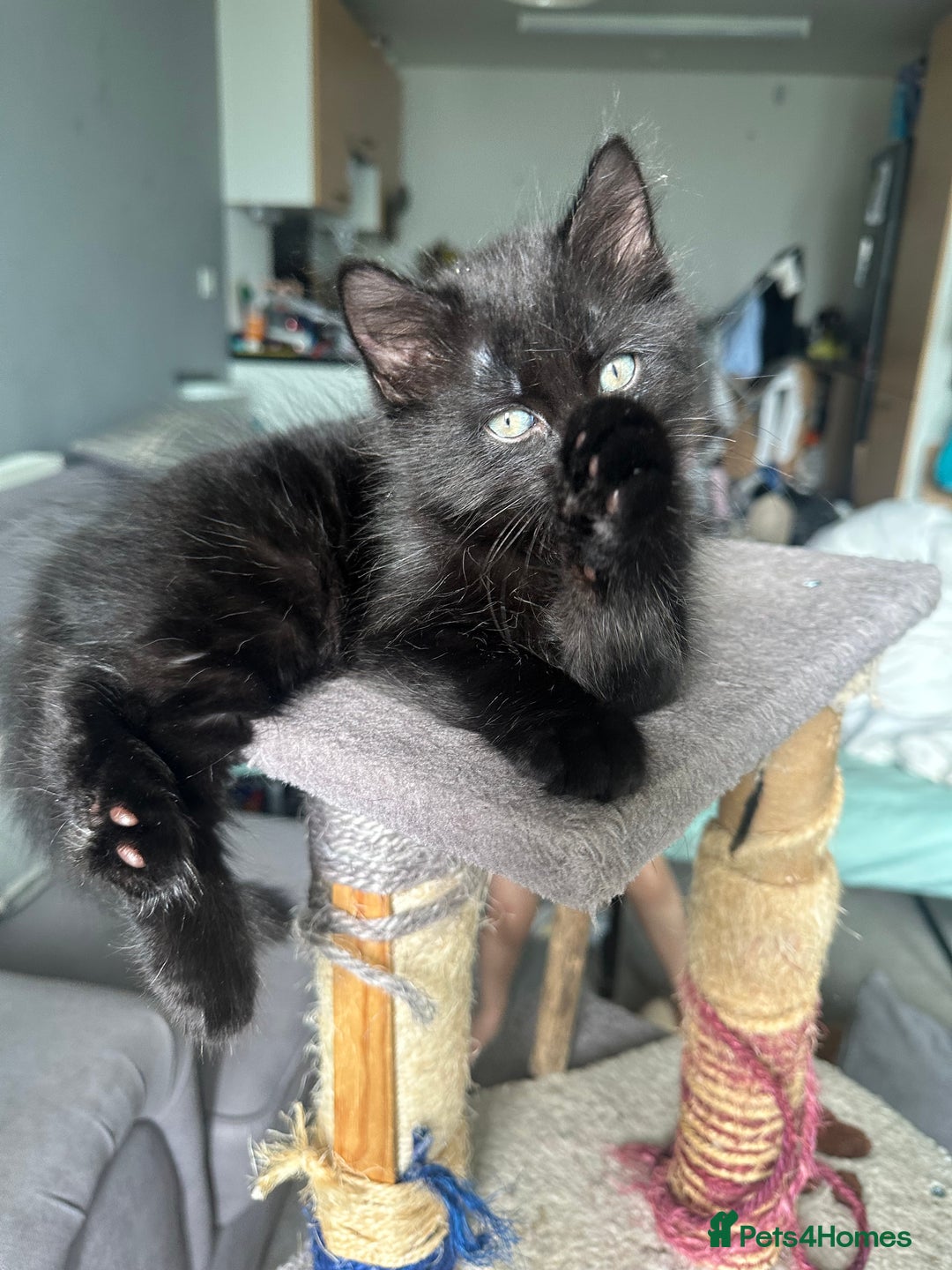Maine Coon cats for sale: 2 Mainecoon/domestic shorthaired kittens - Image 4