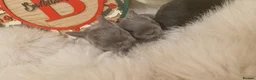 Mini Lop rabbits for sale: X4 mini lop babies - Advert 4