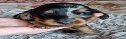 Miniature Dachshund dogs for sale: KC Reg. PRA Clear Long Haired Mini Dachshunds  - Advert 10