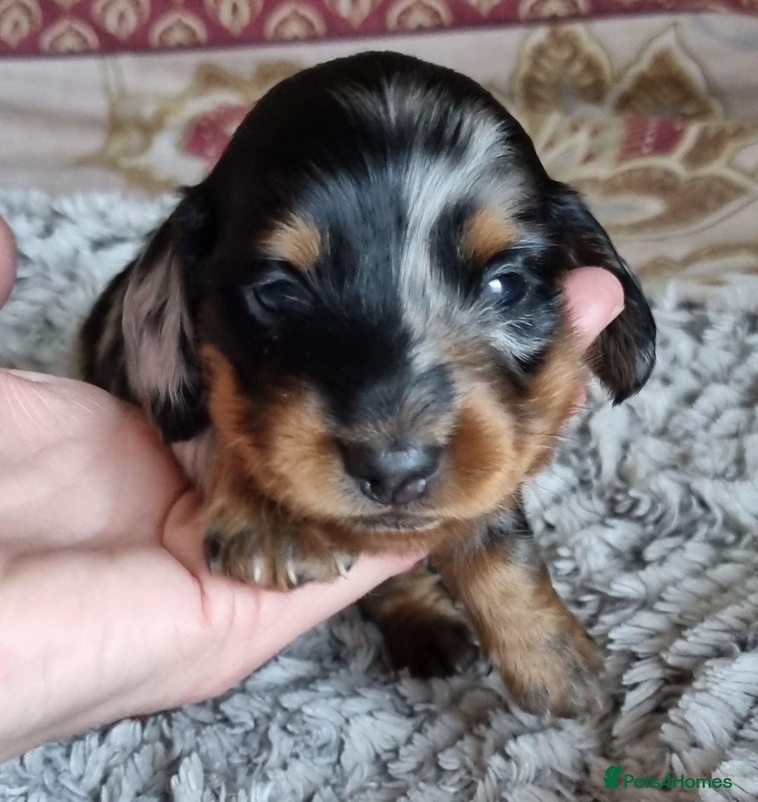Miniature Dachshund dogs for sale: KC Reg. PRA Clear Long Haired Mini Dachshunds  - Advert 10