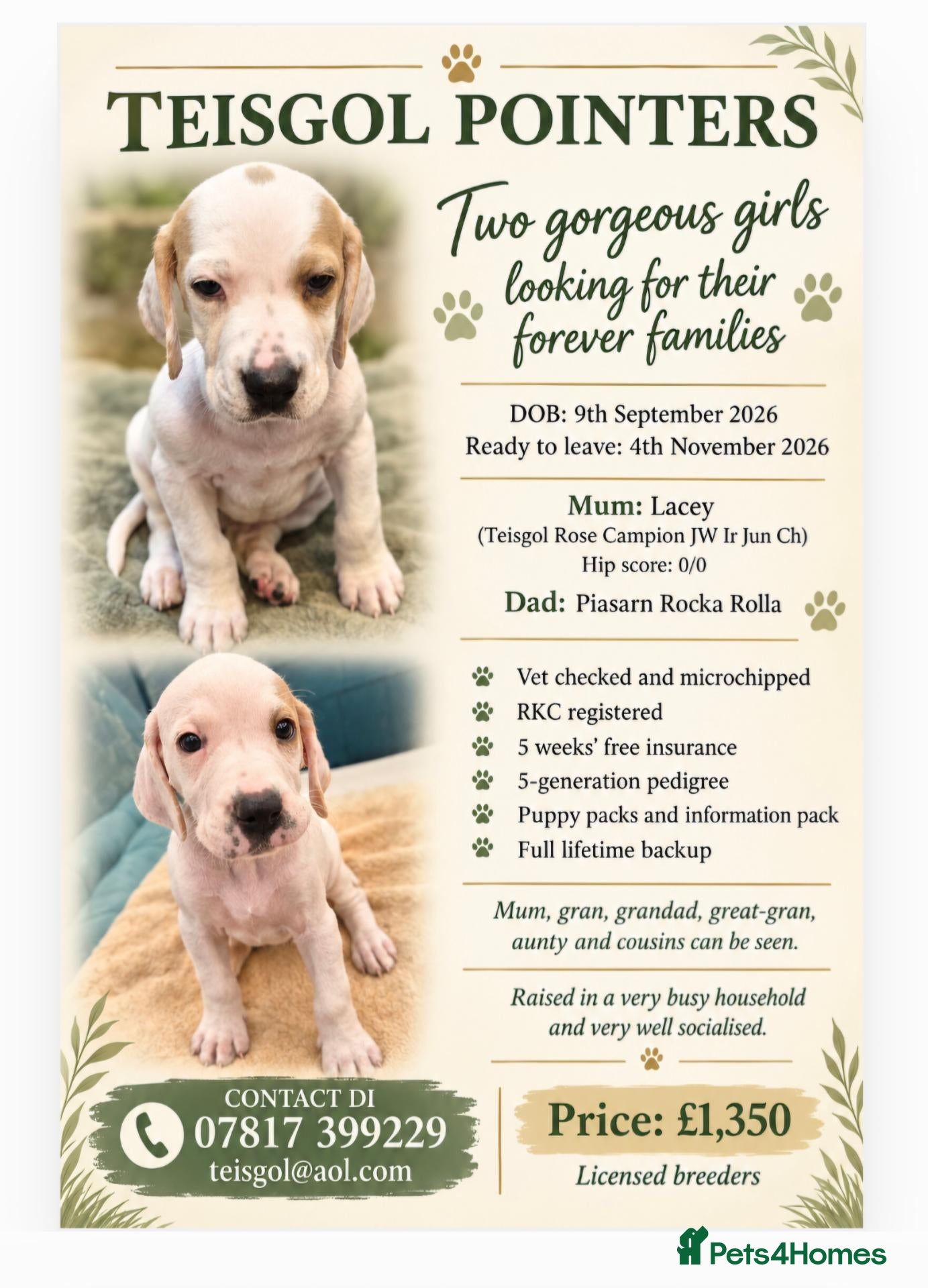 Pointer dogs 2 orange and white pointer pups for sale - Advert 15