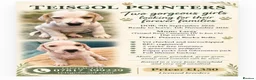 Pointer dogs for sale: 2 orange and white pointer pups for sale - Advert 1
