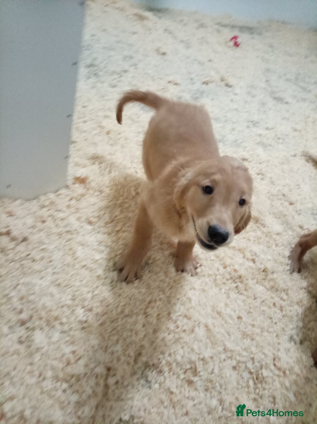 Golden Retriever dogs for sale: Kc registered golden retrievers from working lines - Advert 15