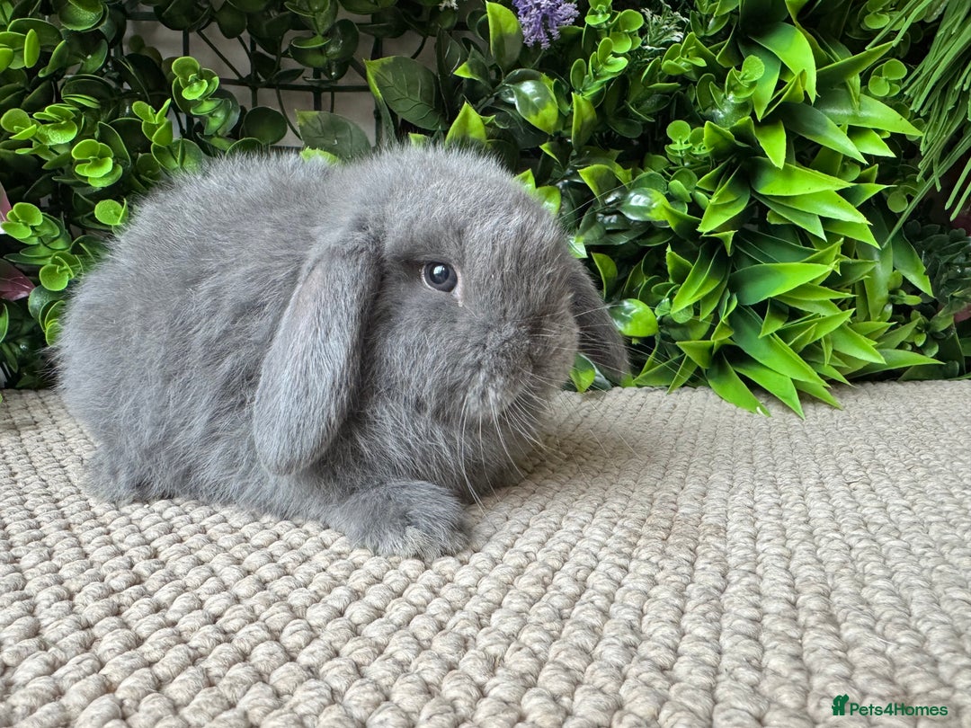 Mini Lop rabbits for sale: Mini lops 3 left to reserve - Advert 5