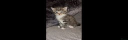 Mixed Breed cats for sale: Siamese x maincoon female kittens  - Advert 3